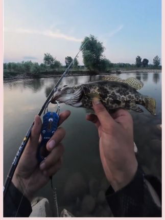 针尾泡泡虫 9.9一百条的泡泡虫你用过吗 钓鳜鱼本来饵就是消耗品 怎么便宜怎么来 兄弟们拼手速了#针尾泡泡虫 #路亚鳜鱼 #路亚