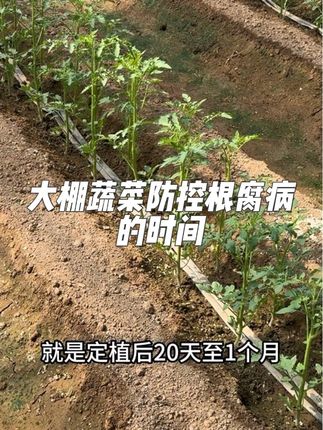 大棚蔬菜防控根腐病的时间#根腐病 #蔬菜大棚 #农业种植 #乙酸铜 #王友福