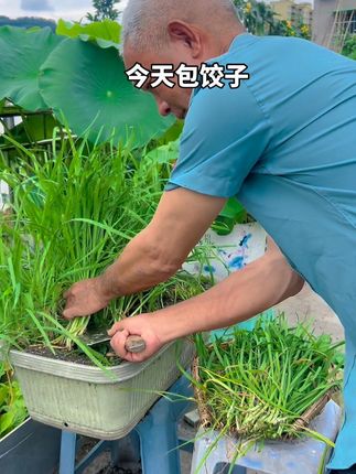 盆栽韭菜#韭菜根