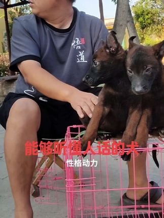 #精品马犬#爆红马犬#纯种马犬#马犬