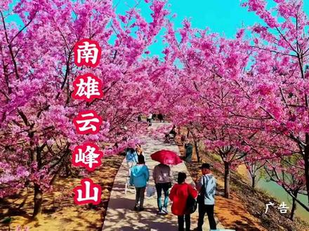 南雄云峰山樱花园2月1日盛大开园!19.9元早鸟票开抢,一票畅玩樱花花海,沉浸式邂逅粉色浪漫,还有超多趣味活动嗨不停!#南雄云峰山樱花园#樱花#樱花园#南雄云峰山#南雄