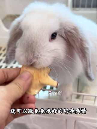 配料表干干净净,只有新鲜苹果,维生素老丰富了#无限回购的宝藏单品 #兔子零食 #宠物零食 #兔兔这么可爱 #家有萌宠