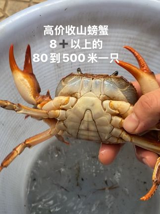 #抖音推广 #爬宠 #新农人计划 #山螃蟹 #真实户外 大量山背壳8公分以上的山螃蟹,晚上在这个号直播@重生之卖螃蟹的大大