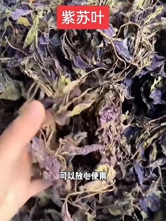 如果你的身边也有这种植物,千万别不认识#养生食谱 #紫苏叶 #吃出健康 #紫苏 #养生茶