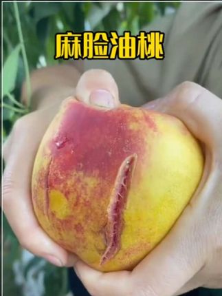 正宗大连老树麻脸丑桃成熟了,它桃香浓郁,脆甜爆汁,嘎嘎好吃,没吃过的一定要尝尝!!#桃 #丑桃 #嘎嘎好吃 #麻脸黄肉油桃 #新鲜采摘