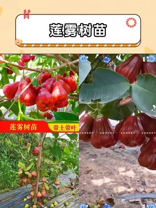 #莲雾树苗 #优质种苗 #黑金刚莲雾 #产量特别高 #果树苗基地供应