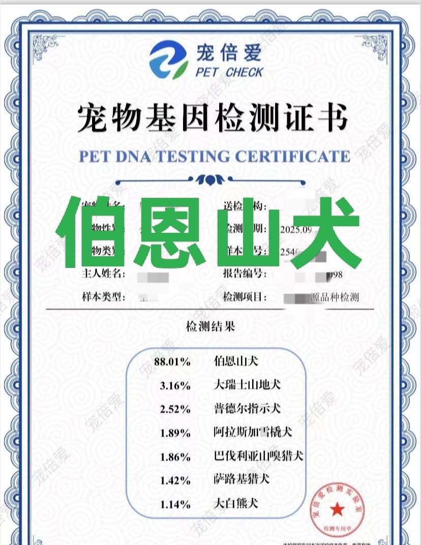 伯恩山犬宠物基因检测品种鉴定。伯恩山犬,这种大型犬不仅外表帅气,性格更是温顺得让人心动❤️。它们是家庭守护者的最佳选择,对主人忠诚,对孩子更是温柔有加👶#伯恩山犬 #伯恩山幼犬 #伯恩山 #宠倍爱 #宠物基因检测