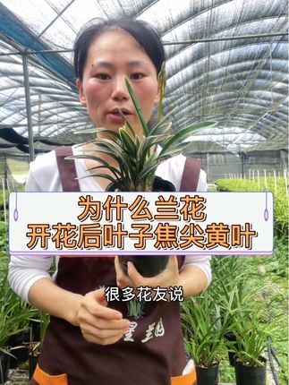 为什么兰花开花后焦尖黄叶#兰花 #养花小知识 #花卉绿植 #养花小知识 #兰花 #花卉绿植