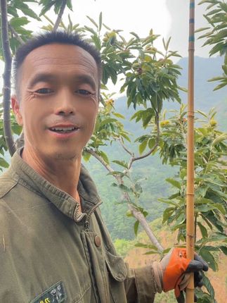 想买燕山京东板栗,点击视频下方购物车直接购买#新鲜采摘 #优质农产品