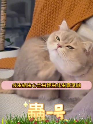 猫猫在喝水时加上蟲一号,猫猫体内外寄生虫全不见#驱虫 #科学养宠攻略 #萌宠好物 #新手养猫 #蟲一号
