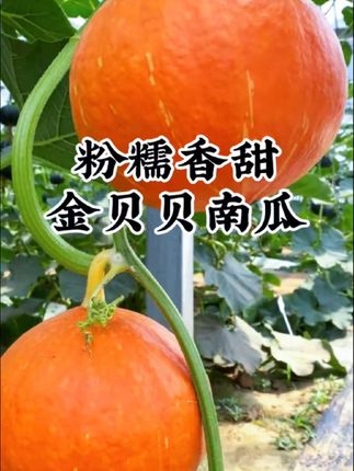 谁还没吃过这么优秀的金贝贝!#金贝贝南瓜 太好吃啦!甜甜的,很粉糯!像板栗一样的粉糯香甜,而且皮超级薄, 口感像蛋黄太香了!平时给宝宝吃也好,或者自己做代餐都太合适啦!#贝贝南瓜 #宝宝辅食#粉糯香甜 #大人小孩都爱吃