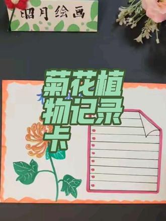 菊花植物记录卡#每天一画#手抄报#菊花植物记录#植物记录卡#菊花