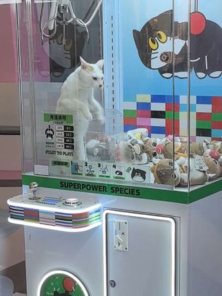 跳跳猫