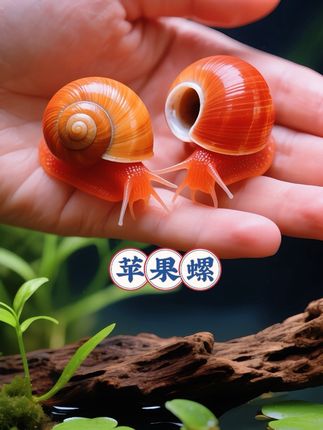 爱养鱼的朋友们看过来!想让鱼缸时刻洁净?这款苹果螺千万别错过。它是鱼缸“清洁小能手”,藻类、鱼食残渣都能吃,对水质水温要求低,18 - 28℃自来水就能养,省心又好用,新手老手都能入!#水族 #养鱼 #苹果螺 #鱼缸清洁#养鱼日记