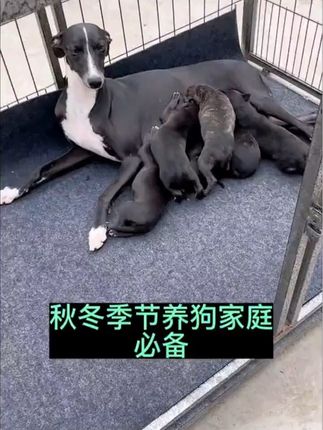 这个季节家中养狗必备非常好用的狗垫子#养狗经验分享 #新手养狗 #养狗人 #毛孩子 #萌宠出道计划