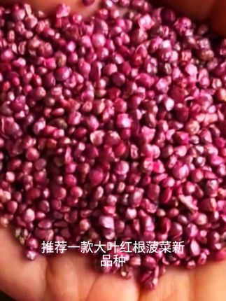 #强烈推荐 #强烈推荐 #农业种植 #蔬菜种子 #大叶菠菜种子