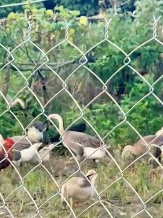 围栏铁丝网养牛养羊养狗护栏网防腐耐用不锈钢丝网圈山养猪围栏网#圈地养殖网 #分享