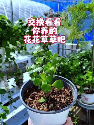 交换看看 你养的 花花草草吧#花卉绿植 #楼顶花园 #金枝玉叶 #楼顶风景 #农村生活