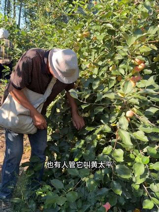 #海棠果 #沙果 正在采摘,东北人小时候的零食,小时候的味道