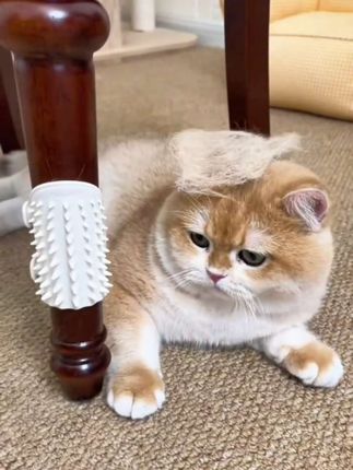 猫咪经常蹦痒的可以在桌腿上绑一个蹭痒器,蹭痒的同时还能去浮毛#萌宠好物 #新手养猫 #猫咪挠痒神器推荐