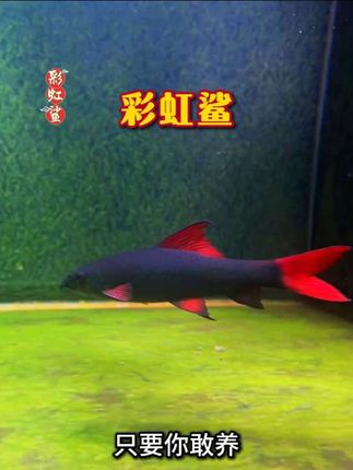 鱼缸清洁鱼#彩虹鲨 #工具鱼 #清洁鱼 #除藻 #观赏鱼