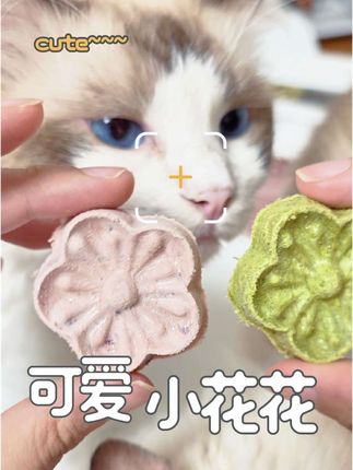 漂亮的小花花,吃完感觉崽子都变香了#yeepet冻干鲜花饼清洁口气 #yeepet猫咪洁齿冻干鲜花饼 #yeepet #宠物冻干 #新手养猫