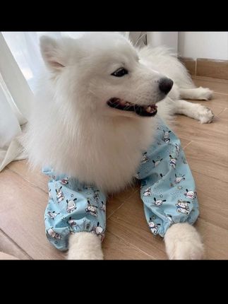 #狗狗护肘服 #狗狗衣服推荐 #宠物护肘衣 狗狗护肘衣服金毛萨摩拉布拉多宠物防脏神器护膝外出神器保护骨骼#狗狗衣服 #狗狗护肘