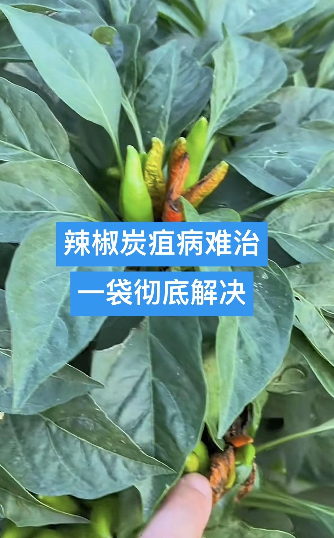辣椒难治炭疽病,一袋彻底解决#辣椒炭疽病 #炭疽病 #病害防治