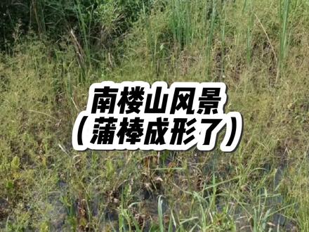 香蒲的蒲棒已经成型。它是面聚集着数以万计的种子,成熟后,在遇到干燥季节,种子会随风飘散。#三农 #香蒲#蒲棒#南楼山#大山里的原生态 #香蒲