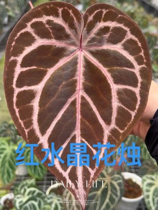 红水晶花烛 红水晶花烛,你觉得好不好看嘞#花卉绿植 #室内绿植 #绿植 #红水晶花烛 #天南星科植物 @DOU+小课堂 @DOU+好生意 @小店随心推 @DOU+小助手