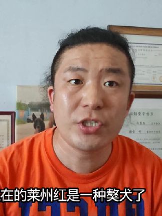 649-国家为啥不用莱州红做工作犬