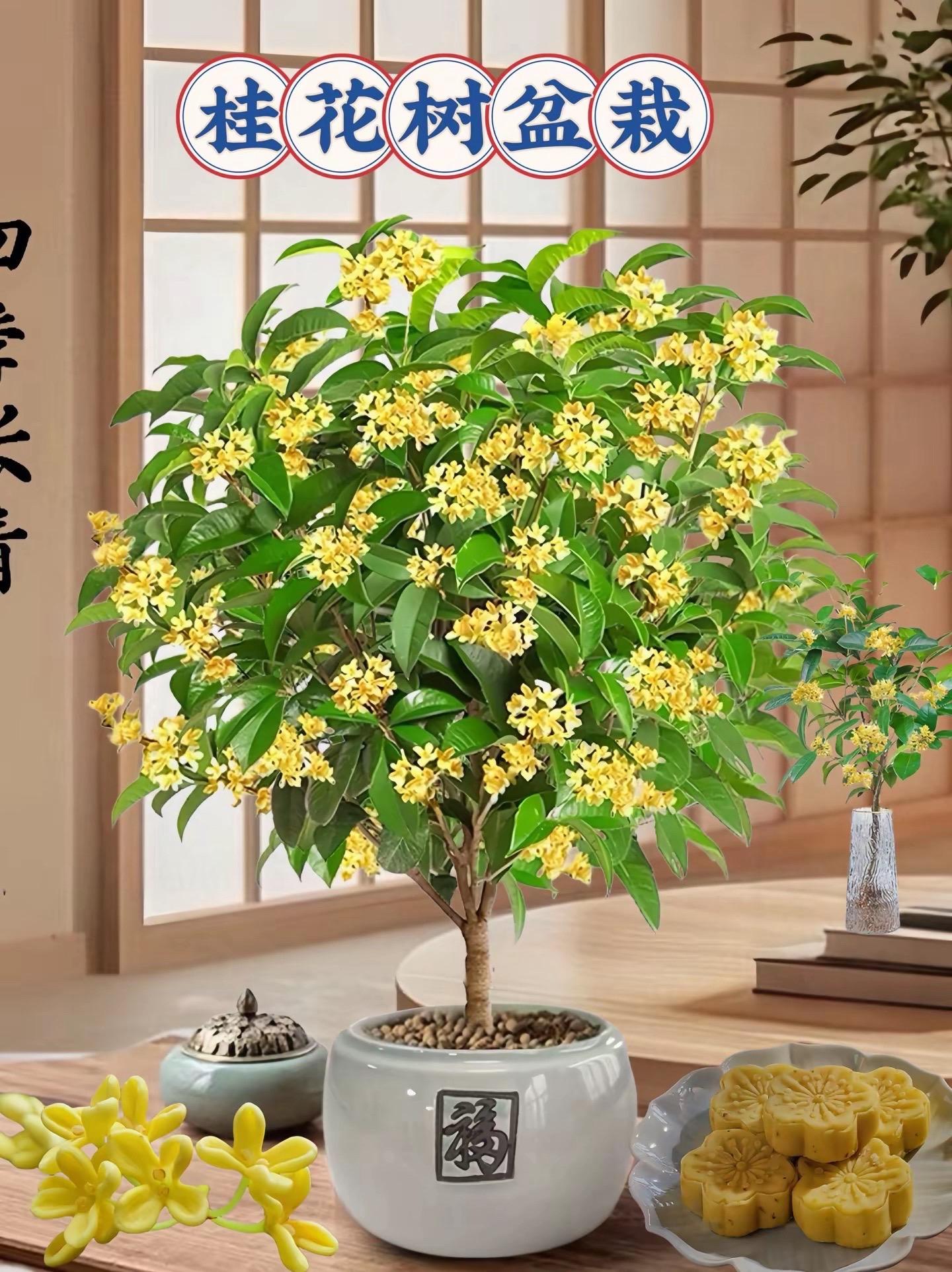 桂花树。#花卉绿植养花 #桂花 #桂花树 #阳台小院均可种植 ##爱生活爱养花