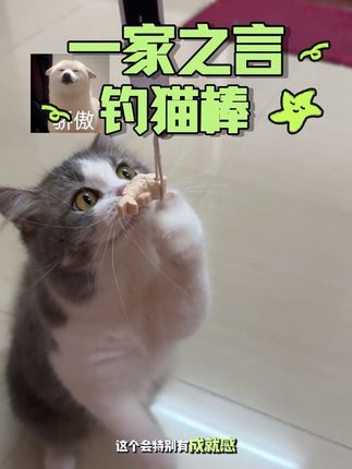 我就是冲着这个钓鱼杆才买的,#逗猫棒 #养猫必备 #猫咪玩具 #一家之言