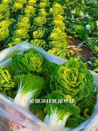 #蔬菜种子 #乌塌菜种子