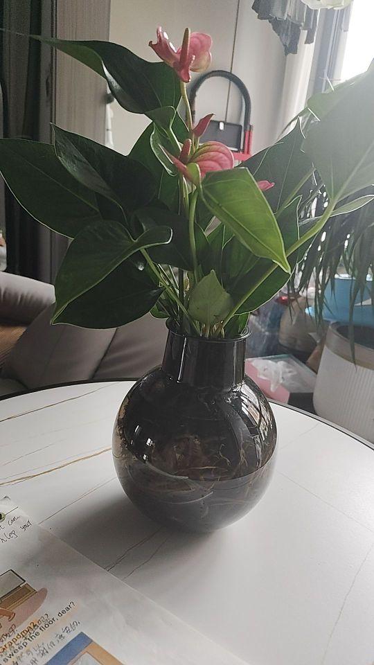 这是我由史以来最喜欢的一瓶花啦#我在抖音买买买