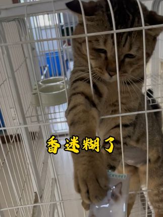 一群小猫咪在小老虎面前吃猫草果冻, 小老虎的反应太可爱了!#吃货猫 #猫草果冻 #猫草