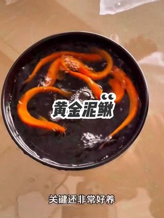 #黄金泥鳅 #新手养鱼 #鱼缸里的大自然 #养鱼日记 #水族