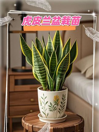 🌿 虎皮兰:懒人必备!这盆‘空气卫士’让你家颜值翻倍!#花卉绿植 #虎皮兰 #我的花花草草🌸🌸