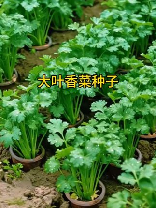 #香菜种子