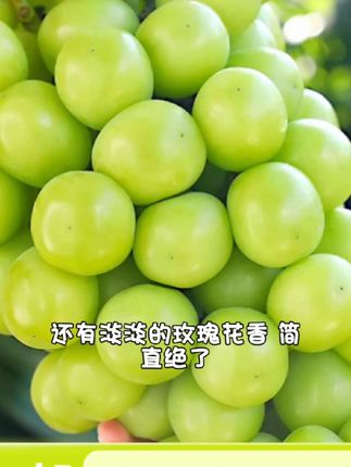 顺丰云南高山阳光玫瑰葡萄新鲜采摘脆甜无籽带玫瑰香