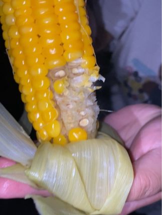 农家露天老式笨玉米 剩的玉米煮了一大锅,吃着不甜不糯,但是满满都是小时候的味道,老人小孩儿孕妈妈都可以吃!快来尝尝!#快来一起尝个鲜 #新鲜玉米 #笨玉米 #老式玉米