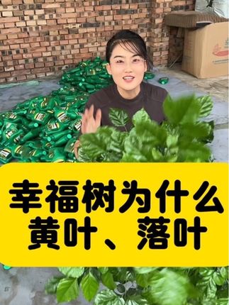 幸福树为什么黄叶掉叶变成光杆子 #花卉绿植 #养花小知识 #家庭养花 #营养液#幸福树