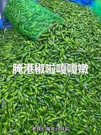 新摘头茬港椒嘎嘎辣 皮薄籽满 脆嫩多汁#辣椒 #港椒 #泡椒 #辣 #新鲜采摘