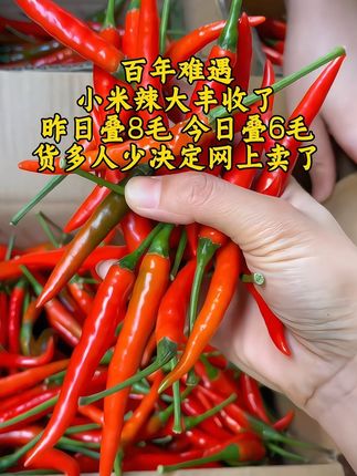 #新鲜采摘#农产品 #无辣不欢 #小米辣