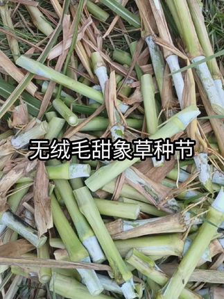 多年生高产牧草用秸秆种植的 无绒毛甜象草,金牧粮草,红象草,都是用秸秆种植的,产量高,口感好营养丰富。种一次收割二十年,年亩产二三十吨#牧草种植#牧草养殖#金牧粮草#无绒毛甜象草#红象草@DOU+上热门 @巨量千川