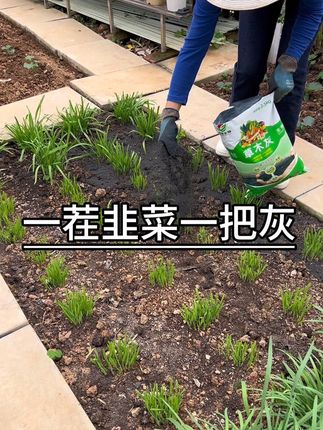 每割一茬韭菜就撒一把灰,韭菜长得粗壮少病害#种植小技巧 #蔬菜种植
