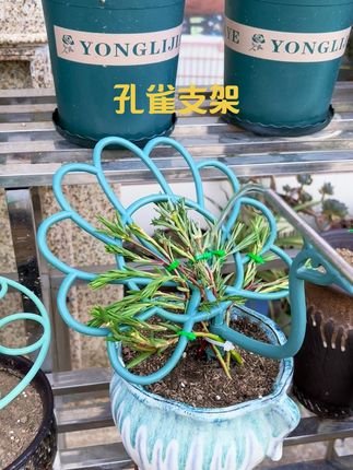 孔雀支架,太阳花,牡丹吊兰,金枝玉叶,可以试试这款支架,造型就出来了#养花小知识 #种植小技巧 #一起养花 #重瓣太阳花