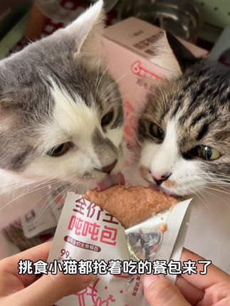 夏日小猫挑食怪?来试试这个吧#挑食的猫咪 #猫咪#美毛 #宝之龙