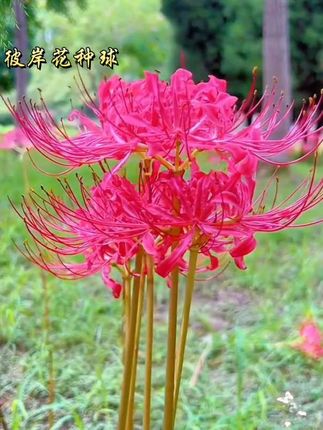 #彼岸花 #曼珠沙华 #彼岸花种球#美不美你说了算 #爱生活爱养花
