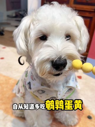 资深养宠人都知道毛孩子美毛就吃这个鹌鹑蛋黄,方便实惠,直接吃或者拌粮吃都很香!#笨初初 #笨初初鹌鹑蛋黄 #宠物零食 #养宠进阶指南 #养宠知识